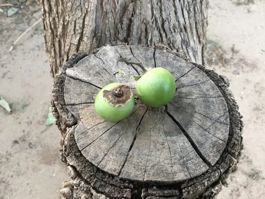 gundas are ready to harvest 1200